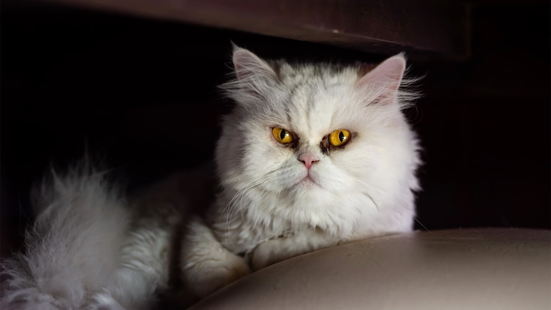 塞内加尔传统马术赛事“Lamb”在2024年成功举办，吸引众多观众参与。