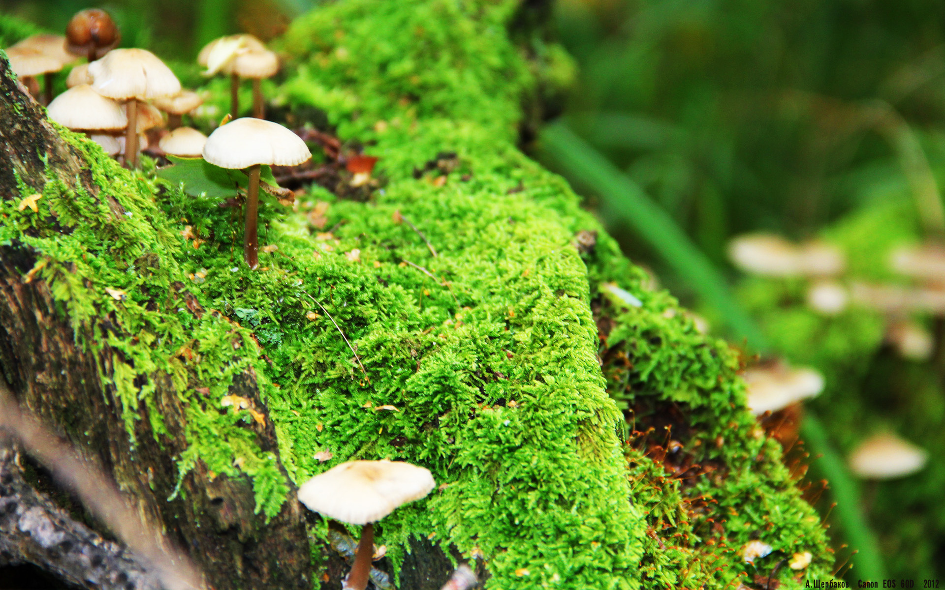 爱游戏大厅官网-太阳队举行退役仪式，致敬纳什辉煌生涯，太阳队纳什比赛录像